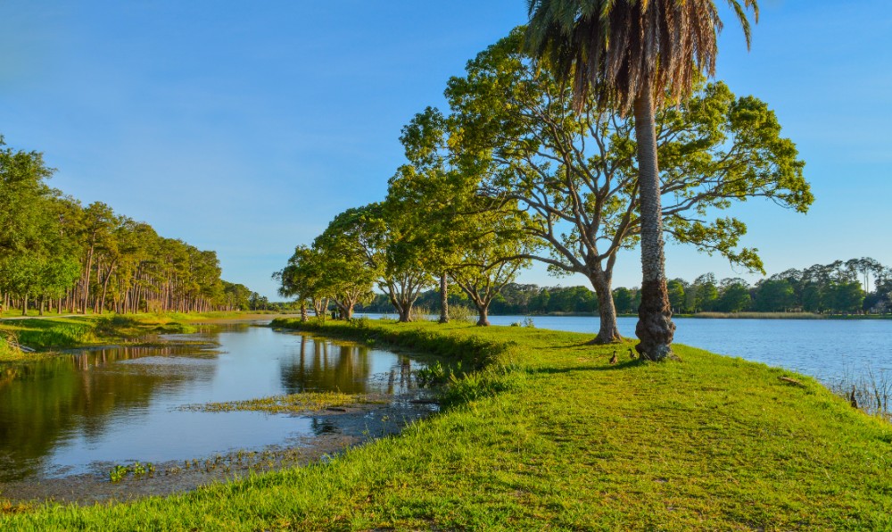 lake trees 